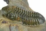 Two Detailed Reedops Trilobites - Atchana, Morocco #353039-3
